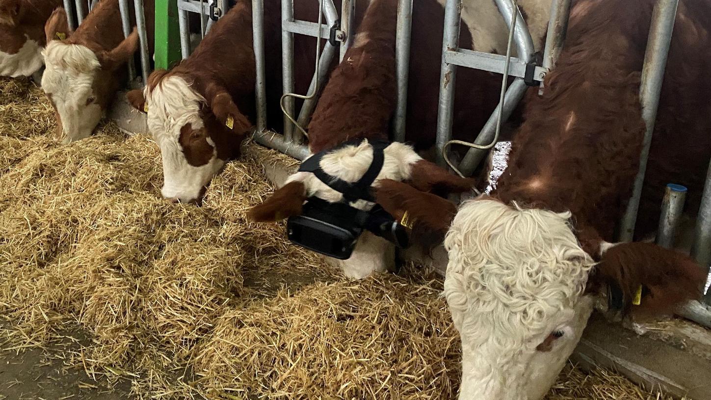 Der türkische Bauer Izzet Kocak setzt seinen Kühen VR-Brillen auf, um ihre Milchproduktion zu steigern.
Der türkische Bauer Izzet Kocak setzt seinen Kühen VR-Brillen auf, um ihre Milchproduktion zu steigern.