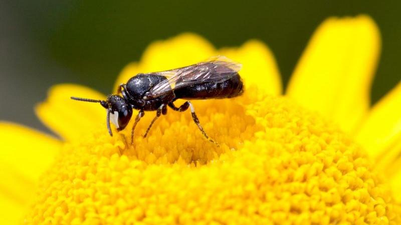 Das Männchen einer Rainfarn-Maskenbiene im Blütenstand einer Färber-Kamille. Die kleine Rainfarn-Maskenbiene ist die «Wildbiene des Jahres 2022». Das Männchen einer Rainfarn-Maskenbiene im Blütenstand einer Färber-Kamille. Die kleine Rainfarn-Maskenbiene ist die «Wildbiene des Jahres 2022».