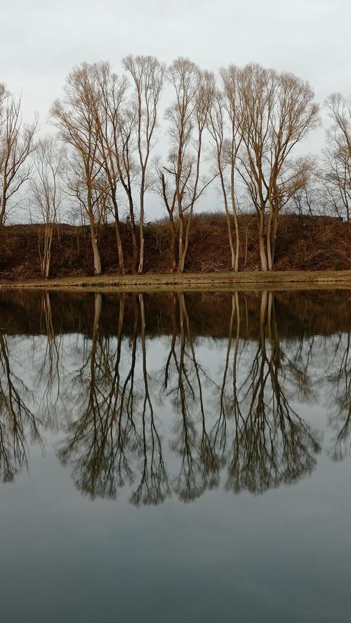 Spiegelglattes Wasser an einem Forchheimer Wasser verdoppelt die Baumreihe.
