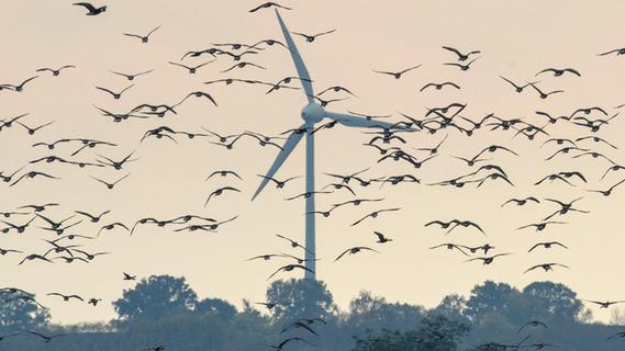 Überraschung im Ausbau-Streit: Selbst Bayerns Vogelschützer wollen mehr Windräder