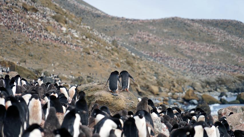 Eine Gruppe von Pinguinen spaziert über die Insel.