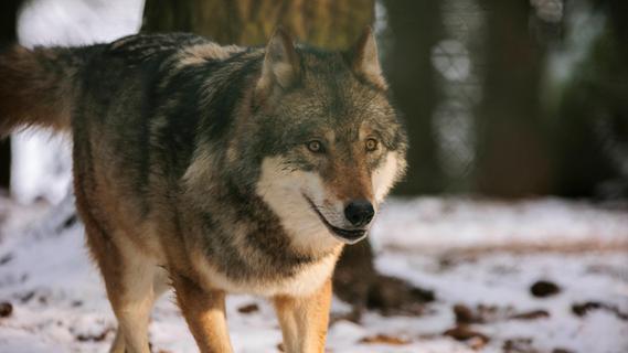 Seit Riss bei Parsberg machen sich Wölfe im Landkreis Neumarkt rar