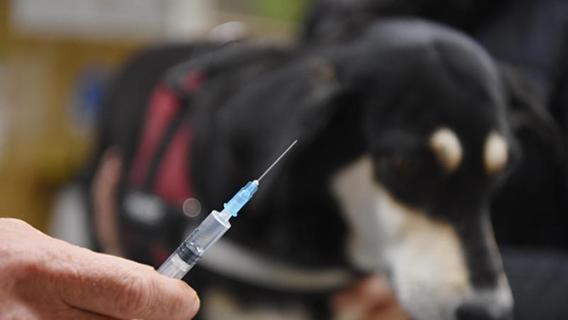 Corona-Pandemie führt zu Engpässen bei Tierimpfstoffen