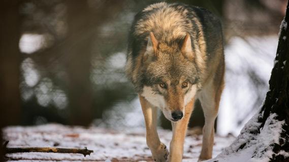 Wolf darf getötet werden: Warum Fachleute dies für einen Fehler halten