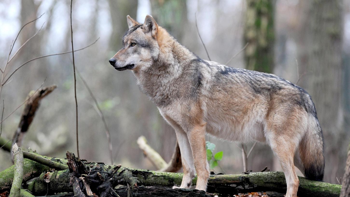 Problemwolf im Chiemgau: Naturschützer wollen gegen Abschuss klagen