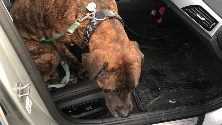 Enno wurde auf der Autobahn gefunden und gerettet. Enno wurde auf der Autobahn gefunden und gerettet.