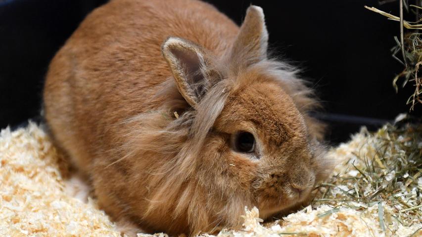 Die braune Löwenkopfkaninchendame „Flauschi“ wurde dagegen im Tierheim abgegeben, aus welchem sie im Juli 2019 zusammen mit ihrem Bruder adoptiert wurde. Der Bruder ist leider gestorben und nun saß die am 12. April 2019 geborene „Flauschi“ mutterseelenalleine in ihrem Außengehege, und das im Winter, wo doch bei Kälte ein Kaninchenpartner zum Kuscheln fast unverzichtbar ist. Das wollte man „Flauschi“ nicht antun und so wurde die Kaninchendame wieder an das Tierheim Neumarkt zurückgegeben. „Flauschi“ ist nun auf der Suche nach einem neuen, schönen und artgerechten Zuhause bei einem netten, friedfertigen und kastrierten Kaninchenmann.Um die Ausbreitung der Pandemie nicht zu fördern und um unsere Mitarbeiter und Besucher zu schützen, wurde das Tierheim Neumarkt komplett für Besucher, Gassigeher und Katzenstreichler geschlossen. Um den Tieren jedoch nicht die Chance auf ein neues Zuhause zu verbauen, finden Tiervermittlung und Beratung dennoch telefonisch beziehungsweise nach vorheriger Terminvereinbarung zwischen 14.30 und 17 Uhr unter Telefon (0 91 81) 2 28 62 statt. In Notfällen und im Falle von Fundtieren ist das Tierheim ebenfalls unter dieser Telefonnummer erreichbar. Hier geht es zur Internet-Seite des Tierheims.
Die braune Löwenkopfkaninchendame „Flauschi“ wurde dagegen im Tierheim abgegeben, aus welchem sie im Juli 2019 zusammen mit ihrem Bruder adoptiert wurde. Der Bruder ist leider gestorben und nun saß die am 12. April 2019 geborene „Flauschi“ mutterseelenalleine in ihrem Außengehege, und das im Winter, wo doch bei Kälte ein Kaninchenpartner zum Kuscheln fast unverzichtbar ist. Das wollte man „Flauschi“ nicht antun und so wurde die Kaninchendame wieder an das Tierheim Neumarkt zurückgegeben. „Flauschi“ ist nun auf der Suche nach einem neuen, schönen und artgerechten Zuhause bei einem netten, friedfertigen und kastrierten Kaninchenmann.Um die Ausbreitung der Pandemie nicht zu fördern und um unsere Mitarbeiter und Besucher zu schützen, wurde das Tierheim Neumarkt komplett für Besucher, Gassigeher und Katzenstreichler geschlossen. Um den Tieren jedoch nicht die Chance auf ein neues Zuhause zu verbauen, finden Tiervermittlung und Beratung dennoch telefonisch beziehungsweise nach vorheriger Terminvereinbarung zwischen 14.30 und 17 Uhr unter Telefon (0 91 81) 2 28 62 statt. In Notfällen und im Falle von Fundtieren ist das Tierheim ebenfalls unter dieser Telefonnummer erreichbar. Hier geht es zur Internet-Seite des Tierheims.