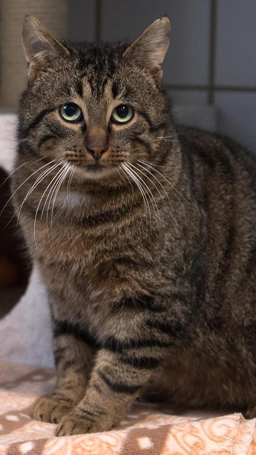 Wie der Tierheim-Alltag so ist: Eine Katze geht, aber dafür kommen zwei neue hinzu. Einer dieser Neuankömmlinge ist der getigerte Kater mit dem kleinen, weißen Brustfleck. Der Kater lief in Velburg-Günching in der Bergstraße zu und nachdem er sich schon seit Ende Dezember 2021 immer wieder dort in einem Anwesen aufhielt und beabsichtigte, sich dort einzuquartieren, wurde er schließlich am 11. Januar ins Tierheim Neumarkt gebracht. Der Kater hat keinerlei Kennzeichnung, also keine Tätowierung und keinen Chip, doch er ist zutraulich. Das heißt, dass er eigentlich eine Familie haben müsste. Wo wird dieser hübsche Kater vermisst? Um die Ausbreitung der Pandemie nicht zu fördern und um unsere Mitarbeiter und Besucher zu schützen, wurde das Tierheim Neumarkt komplett für Besucher, Gassigeher und Katzenstreichler geschlossen. Um den Tieren jedoch nicht die Chance auf ein neues Zuhause zu verbauen, finden Tiervermittlung und Beratung dennoch telefonisch beziehungsweise nach vorheriger Terminvereinbarung zwischen 14.30 und 17 Uhr unter Telefon (0 91 81) 2 28 62 statt. In Notfällen und im Falle von Fundtieren ist das Tierheim ebenfalls unter dieser Telefonnummer erreichbar. Hier geht es zur Internet-Seite des Tierheims.
Wie der Tierheim-Alltag so ist: Eine Katze geht, aber dafür kommen zwei neue hinzu. Einer dieser Neuankömmlinge ist der getigerte Kater mit dem kleinen, weißen Brustfleck. Der Kater lief in Velburg-Günching in der Bergstraße zu und nachdem er sich schon seit Ende Dezember 2021 immer wieder dort in einem Anwesen aufhielt und beabsichtigte, sich dort einzuquartieren, wurde er schließlich am 11. Januar ins Tierheim Neumarkt gebracht. Der Kater hat keinerlei Kennzeichnung, also keine Tätowierung und keinen Chip, doch er ist zutraulich. Das heißt, dass er eigentlich eine Familie haben müsste. Wo wird dieser hübsche Kater vermisst? Um die Ausbreitung der Pandemie nicht zu fördern und um unsere Mitarbeiter und Besucher zu schützen, wurde das Tierheim Neumarkt komplett für Besucher, Gassigeher und Katzenstreichler geschlossen. Um den Tieren jedoch nicht die Chance auf ein neues Zuhause zu verbauen, finden Tiervermittlung und Beratung dennoch telefonisch beziehungsweise nach vorheriger Terminvereinbarung zwischen 14.30 und 17 Uhr unter Telefon (0 91 81) 2 28 62 statt. In Notfällen und im Falle von Fundtieren ist das Tierheim ebenfalls unter dieser Telefonnummer erreichbar. Hier geht es zur Internet-Seite des Tierheims.