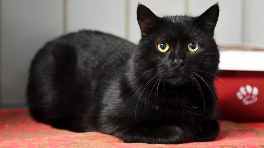 Ebenfalls eine Schönheit ist der schwarze Kater, der in Neumarkt in der Leipziger Straße aufgegriffen und ins Tierheim Neumarkt gebracht wurde. Leider ist über die näheren Umstände seines Auffindens nichts bekannt. Auch dieser Kater ist sehr zutraulich und seine Familie wird gebeten, ihn wieder aus dem Tierheim abzuholen
Um die Ausbreitung der Pandemie nicht zu fördern und um unsere Mitarbeiter und Besucher zu schützen, wurde das Tierheim Neumarkt komplett für Besucher, Gassigeher und Katzenstreichler geschlossen. Um den Tieren jedoch nicht die Chance auf ein neues Zuhause zu verbauen, finden Tiervermittlung und Beratung dennoch telefonisch beziehungsweise nach vorheriger Terminvereinbarung zwischen 14.30 und 17 Uhr unter Telefon (0 91 81) 2 28 62 statt. In Notfällen und im Falle von Fundtieren ist das Tierheim ebenfalls unter dieser Telefonnummer erreichbar. Hier geht es zur Internet-Seite des Tierheims.
Ebenfalls eine Schönheit ist der schwarze Kater, der in Neumarkt in der Leipziger Straße aufgegriffen und ins Tierheim Neumarkt gebracht wurde. Leider ist über die näheren Umstände seines Auffindens nichts bekannt. Auch dieser Kater ist sehr zutraulich und seine Familie wird gebeten, ihn wieder aus dem Tierheim abzuholen
Um die Ausbreitung der Pandemie nicht zu fördern und um unsere Mitarbeiter und Besucher zu schützen, wurde das Tierheim Neumarkt komplett für Besucher, Gassigeher und Katzenstreichler geschlossen. Um den Tieren jedoch nicht die Chance auf ein neues Zuhause zu verbauen, finden Tiervermittlung und Beratung dennoch telefonisch beziehungsweise nach vorheriger Terminvereinbarung zwischen 14.30 und 17 Uhr unter Telefon (0 91 81) 2 28 62 statt. In Notfällen und im Falle von Fundtieren ist das Tierheim ebenfalls unter dieser Telefonnummer erreichbar. Hier geht es zur Internet-Seite des Tierheims.