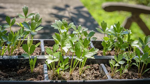 Im Liebstöckel, auch Maggikraut, sind Vitamine der B-Gruppe, Vitamin C sowie Mineralstoffe wie Kalzium, Eisen und Kalium enthalten. Die Kräuterart regt den Appetit an und soll der Deutschen Gesellschaft für Ernährung zufolge auch harntreibend sein.