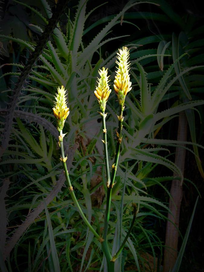 Magisches Licht trifft in dieser Foto-Serie auf die Natur: Hier eine Wickens-Aloe.