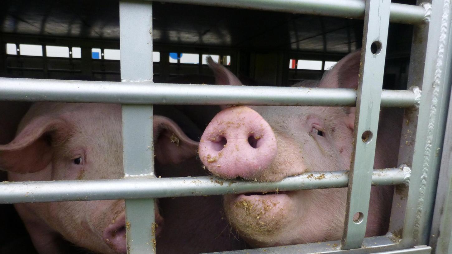 Arme Schweine: Nicht nur in den Tiertransporten leidet des Deutschen liebster Fleischlieferant, meist ist sein ganzes Leben eine einzige Qual.