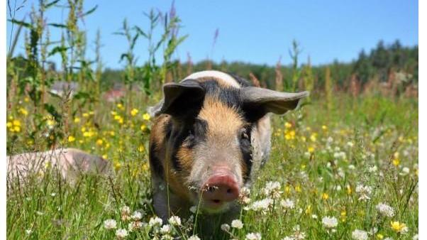 So glücklich denken wir uns unsere Schweine gerne. Die Realität für die allermeisten dieser Nutztiere sieht leider anders aus.