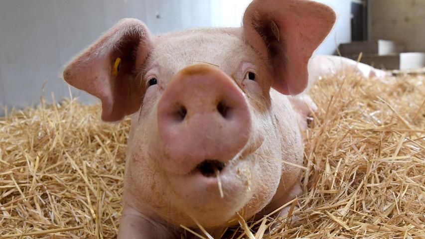 Schweine sind in vielem dem Menschen ziemlich ähnlich. Vor allem aber fühlen sie sich gerne sauwohl. 
