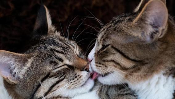 Zweite Katze gesucht: Die richtige Partnerwahl für Ihren Stubentiger