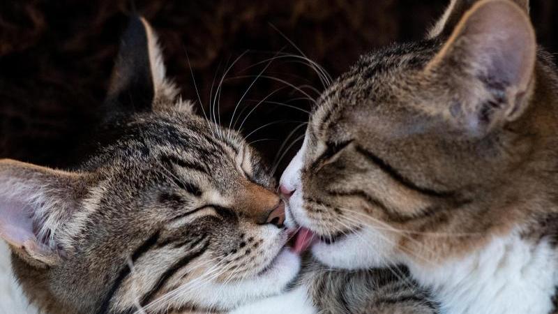 Zweite Katze gesucht: Die richtige Partnerwahl für Ihren Stubentiger