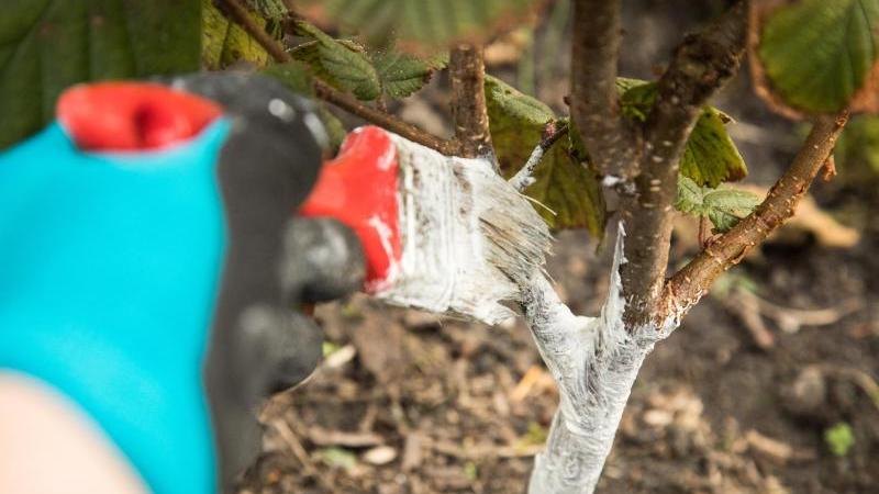 Pflege mit Kalk: So kann die weiße Farbe Ihre Bäume schützen