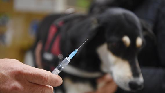 Apotheken, Zahnärzte, Tierärzte: Wann dürfen auch sie gegen Corona impfen?