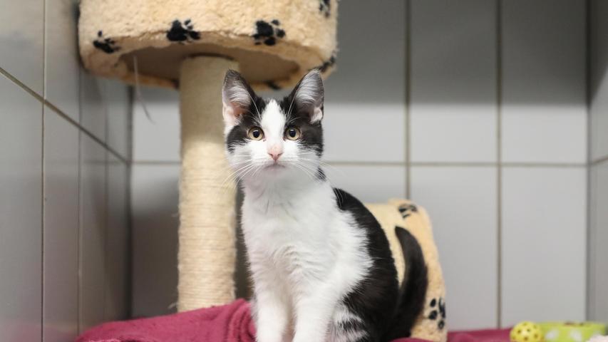 Als Fundtier kam dagegen das schwarz-weiße Kätzchen ins Tierheim Neumarkt. Das etwa vier Monate alte Kätzchen wurde am 18. Januar in Dietfurt-Predlfing in einem Garten gesehen und nachdem es am anderen Tag immer noch da war und offenbar auch keine Absicht hatte, wieder zu gehen, wurde das Kätzchen ins Tierheim Neumarkt gebracht. Wer vermisst dieses Kätzchen? Um die Ausbreitung der Pandemie nicht zu fördern und um unsere Mitarbeiter und Besucher zu schützen, wurde das Tierheim Neumarkt komplett für Besucher, Gassigeher und Katzenstreichler geschlossen. Um den Tieren jedoch nicht die Chance auf ein neues Zuhause zu verbauen, finden Tiervermittlung und Beratung dennoch telefonisch beziehungsweise nach vorheriger Terminvereinbarung zwischen 14.30 und 17 Uhr unter Telefon (0 91 81) 2 28 62 statt. In Notfällen und im Falle von Fundtieren ist das Tierheim ebenfalls unter dieser Telefonnummer erreichbar. Hier geht es zur Internet-Seite des Tierheims
Als Fundtier kam dagegen das schwarz-weiße Kätzchen ins Tierheim Neumarkt. Das etwa vier Monate alte Kätzchen wurde am 18. Januar in Dietfurt-Predlfing in einem Garten gesehen und nachdem es am anderen Tag immer noch da war und offenbar auch keine Absicht hatte, wieder zu gehen, wurde das Kätzchen ins Tierheim Neumarkt gebracht. Wer vermisst dieses Kätzchen? Um die Ausbreitung der Pandemie nicht zu fördern und um unsere Mitarbeiter und Besucher zu schützen, wurde das Tierheim Neumarkt komplett für Besucher, Gassigeher und Katzenstreichler geschlossen. Um den Tieren jedoch nicht die Chance auf ein neues Zuhause zu verbauen, finden Tiervermittlung und Beratung dennoch telefonisch beziehungsweise nach vorheriger Terminvereinbarung zwischen 14.30 und 17 Uhr unter Telefon (0 91 81) 2 28 62 statt. In Notfällen und im Falle von Fundtieren ist das Tierheim ebenfalls unter dieser Telefonnummer erreichbar. Hier geht es zur Internet-Seite des Tierheims