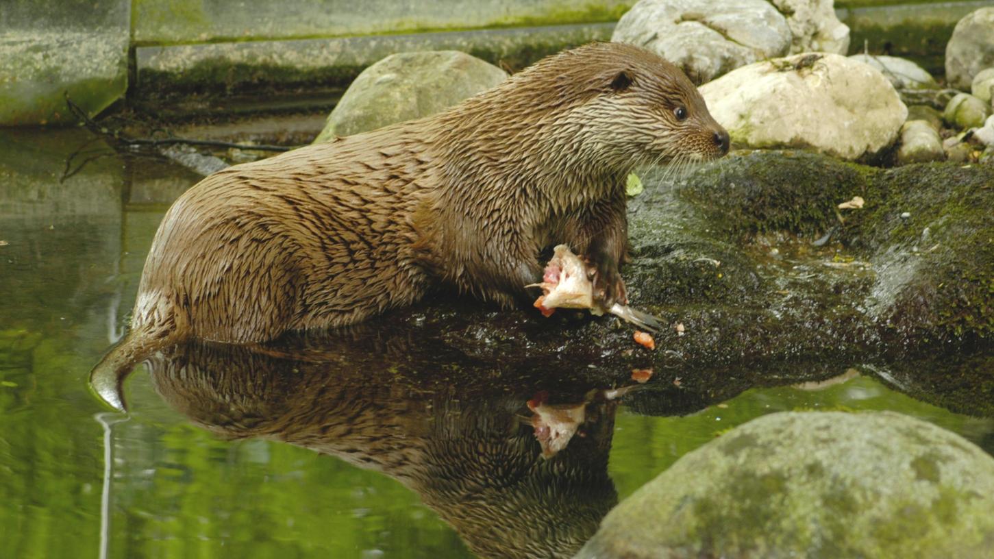 Der Fischotter sieht zwar goldig aus, macht den Teichwirten aber teils massive Probleme.