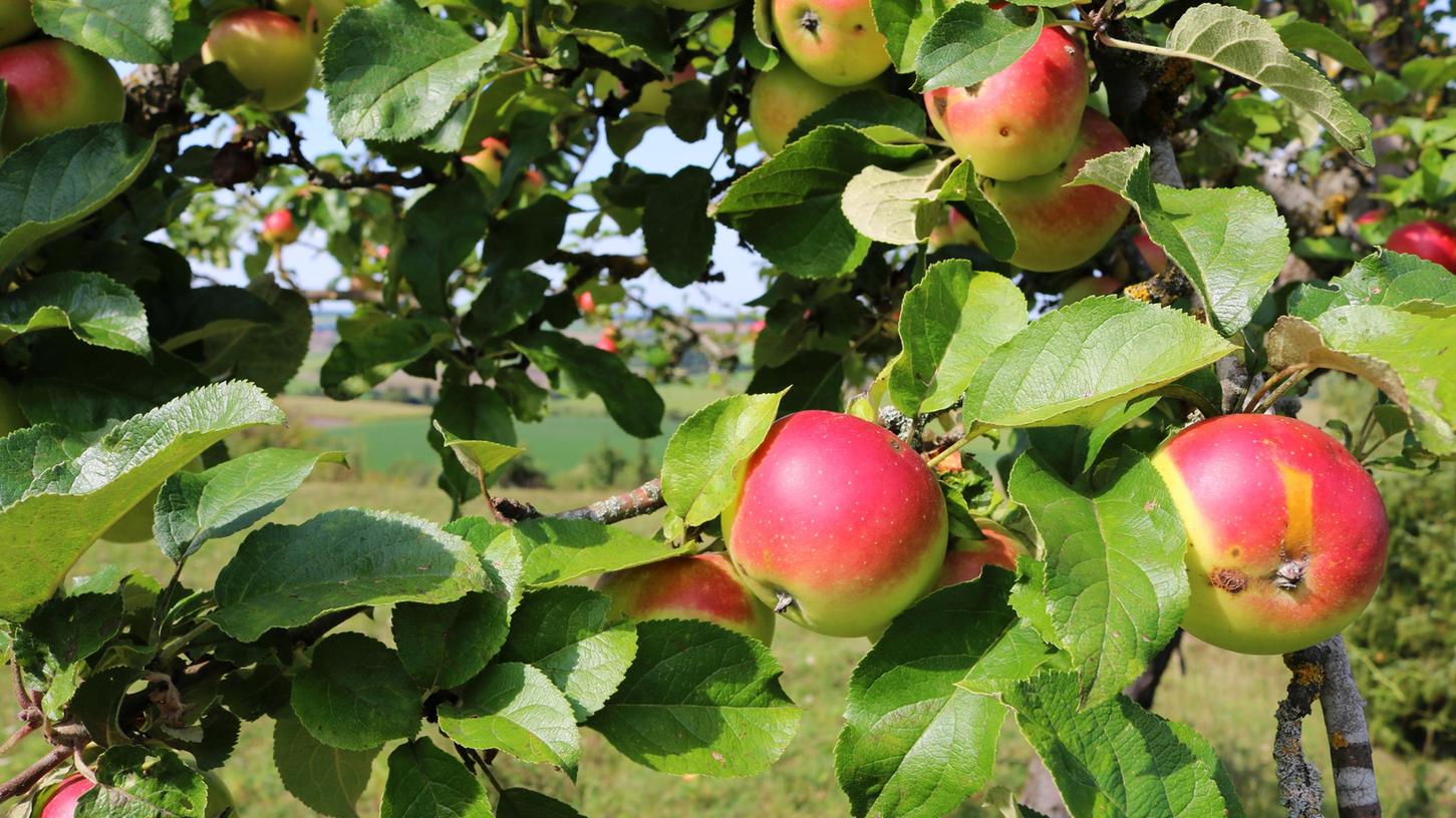 Äpfel von der Streuobstwiese: In manchen Jahren gibt es viele davon. Mit dem Projekt „Landkreis-Saft“ will man verhindern, dass der wertvolle Rohstoff Streuobst nicht auf dem Kompost landet.