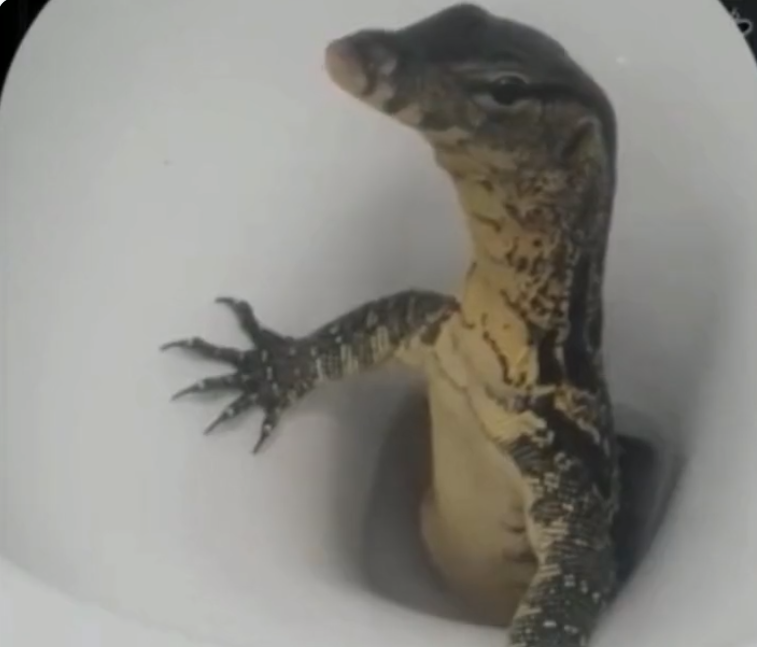 Waran Toilette Thailand