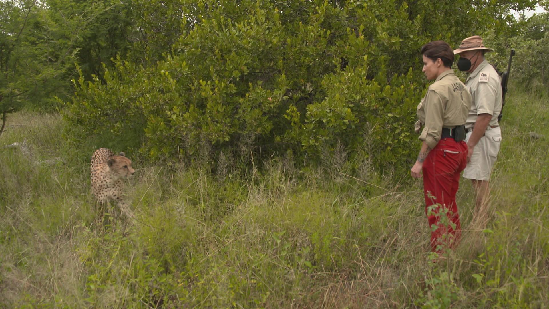 Nach ihrem Auszug aus dem Dschungelcamp freut sich Jasmin Herren über eine Begegnung der ganz besonderen Art. Die Sängerin trifft auf einer Safari einen Gepard.