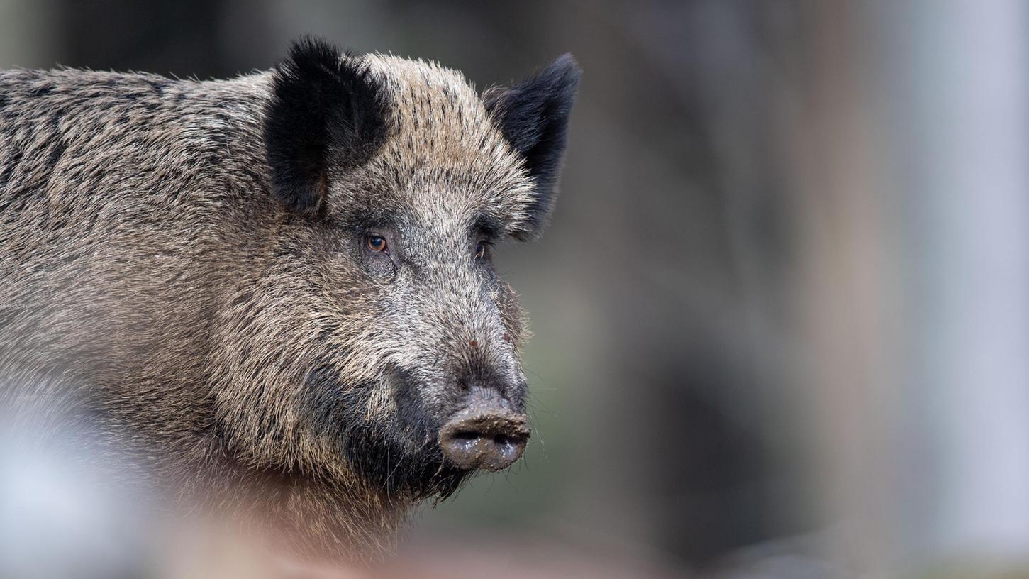 Symbolfoto Wildschwein. Symbolfoto Wildschwein.