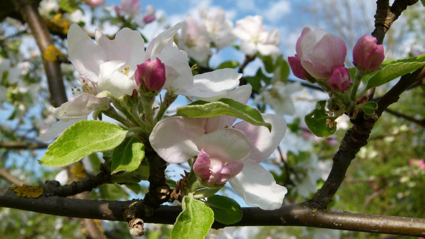 Im Frühjahr ein besonderes Highlight: Die blühenden Apfelbäume, die es auch auf vielen Streuobstwiesen in der Region zu bewundern gibt. Im Frühjahr ein besonderes Highlight: Die blühenden Apfelbäume, die es auch auf vielen Streuobstwiesen in der Region zu bewundern gibt.