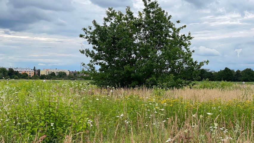 So schön blüht die Biotopwiese zwischen Lehrberger Straße und Westpark im Sommer. Damit das so bleibt, müssen Bäume und Sträucher weichen.