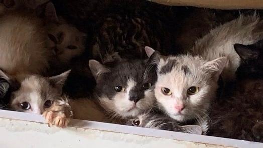 Als die Katzen aus der Wohnung befreit wurden, befanden sich viele Tiere in einem jämmerlichen Zustand. Als die Katzen aus der Wohnung befreit wurden, befanden sich viele Tiere in einem jämmerlichen Zustand.