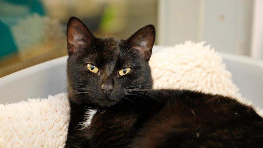 Auch die schwarze Katze „Tine“ mit dem weißen Brustfleck wünscht sich einen Einzelplatz Aber auch sie möchte nicht den lieben langen Tag alleine darauf warten müssen, bis ihre Menschen wieder von der Arbeit kommen, denn die etwa zweieinhalb Jahre alte „Tine“ ist sehr anhänglich. Auch sie würde sich um eine nette Familie, gerne mit schon größeren Kindern und verkehrsberuhigt gelegenem Häuschen im Grünen bewerben, wo sie aus- und eingehen kann, wie es ihr beliebt.
Um die Ausbreitung der Pandemie nicht zu fördern und um unsere Mitarbeiter und Besucher zu schützen, wurde das Tierheim Neumarkt komplett für Besucher, Gassigeher und Katzenstreichler geschlossen. Um den Tieren jedoch nicht die Chance auf ein neues Zuhause zu verbauen, finden Tiervermittlung und Beratung dennoch telefonisch beziehungsweise nach vorheriger Terminvereinbarung zwischen 14.30 und 17 Uhr unter Telefon (0 91 81) 2 28 62 statt. In Notfällen und im Falle von Fundtieren ist das Tierheim ebenfalls unter dieser Telefonnummer erreichbar. Hier geht es zur Internet-Seite des Tierheims
Auch die schwarze Katze „Tine“ mit dem weißen Brustfleck wünscht sich einen Einzelplatz Aber auch sie möchte nicht den lieben langen Tag alleine darauf warten müssen, bis ihre Menschen wieder von der Arbeit kommen, denn die etwa zweieinhalb Jahre alte „Tine“ ist sehr anhänglich. Auch sie würde sich um eine nette Familie, gerne mit schon größeren Kindern und verkehrsberuhigt gelegenem Häuschen im Grünen bewerben, wo sie aus- und eingehen kann, wie es ihr beliebt.
Um die Ausbreitung der Pandemie nicht zu fördern und um unsere Mitarbeiter und Besucher zu schützen, wurde das Tierheim Neumarkt komplett für Besucher, Gassigeher und Katzenstreichler geschlossen. Um den Tieren jedoch nicht die Chance auf ein neues Zuhause zu verbauen, finden Tiervermittlung und Beratung dennoch telefonisch beziehungsweise nach vorheriger Terminvereinbarung zwischen 14.30 und 17 Uhr unter Telefon (0 91 81) 2 28 62 statt. In Notfällen und im Falle von Fundtieren ist das Tierheim ebenfalls unter dieser Telefonnummer erreichbar. Hier geht es zur Internet-Seite des Tierheims