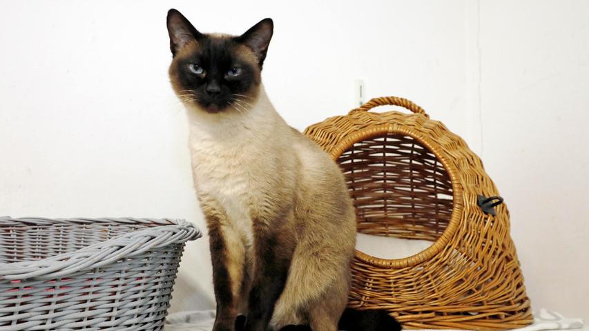 Auch der Siamkater „Andi“ würde das Tierheim gerne wieder verlassen, denn ein Leben mit anderen Katzen ist nicht gerade das, was er möchte. „Andi“ ist etwa fünf bis sechs Jahre alt und ursprünglich kam er als Fundtier ins Tierheim. Für ihn wird ein Zuhause gesucht bei Menschen, die nicht den ganzen Tag außer Haus sind und die viel Katzenerfahrung und Geduld haben, denn das Herz von „Andi“ muss man sich erst erobern. Er ist zunächst kein pflegeleichter Schmusekater, erst recht nicht bei fremden Menschen. Oft macht er den Eindruck eines Eigenbrötlers, doch nach und nach wird „Andi“ auch im Tierheim zugänglicher und freundlicher. Durch eine schon länger zurückliegende Hüftgelenksluxation hinkt der Kater hinten leicht, was ihn aber in seinem täglichen Leben nicht behindert. Für ihn wäre ein verkehrsarm gelegenes Häuschen im Grünen denkbar oder auch ein Platz mit gesichertem Außengehege. Um die Ausbreitung der Pandemie nicht zu fördern und um unsere Mitarbeiter und Besucher zu schützen, wurde das Tierheim Neumarkt komplett für Besucher, Gassigeher und Katzenstreichler geschlossen. Um den Tieren jedoch nicht die Chance auf ein neues Zuhause zu verbauen, finden Tiervermittlung und Beratung dennoch telefonisch beziehungsweise nach vorheriger Terminvereinbarung zwischen 14.30 und 17 Uhr unter Telefon (0 91 81) 2 28 62 statt. In Notfällen und im Falle von Fundtieren ist das Tierheim ebenfalls unter dieser Telefonnummer erreichbar. Hier geht es zur Internet-Seite des Tierheims
Auch der Siamkater „Andi“ würde das Tierheim gerne wieder verlassen, denn ein Leben mit anderen Katzen ist nicht gerade das, was er möchte. „Andi“ ist etwa fünf bis sechs Jahre alt und ursprünglich kam er als Fundtier ins Tierheim. Für ihn wird ein Zuhause gesucht bei Menschen, die nicht den ganzen Tag außer Haus sind und die viel Katzenerfahrung und Geduld haben, denn das Herz von „Andi“ muss man sich erst erobern. Er ist zunächst kein pflegeleichter Schmusekater, erst recht nicht bei fremden Menschen. Oft macht er den Eindruck eines Eigenbrötlers, doch nach und nach wird „Andi“ auch im Tierheim zugänglicher und freundlicher. Durch eine schon länger zurückliegende Hüftgelenksluxation hinkt der Kater hinten leicht, was ihn aber in seinem täglichen Leben nicht behindert. Für ihn wäre ein verkehrsarm gelegenes Häuschen im Grünen denkbar oder auch ein Platz mit gesichertem Außengehege. Um die Ausbreitung der Pandemie nicht zu fördern und um unsere Mitarbeiter und Besucher zu schützen, wurde das Tierheim Neumarkt komplett für Besucher, Gassigeher und Katzenstreichler geschlossen. Um den Tieren jedoch nicht die Chance auf ein neues Zuhause zu verbauen, finden Tiervermittlung und Beratung dennoch telefonisch beziehungsweise nach vorheriger Terminvereinbarung zwischen 14.30 und 17 Uhr unter Telefon (0 91 81) 2 28 62 statt. In Notfällen und im Falle von Fundtieren ist das Tierheim ebenfalls unter dieser Telefonnummer erreichbar. Hier geht es zur Internet-Seite des Tierheims