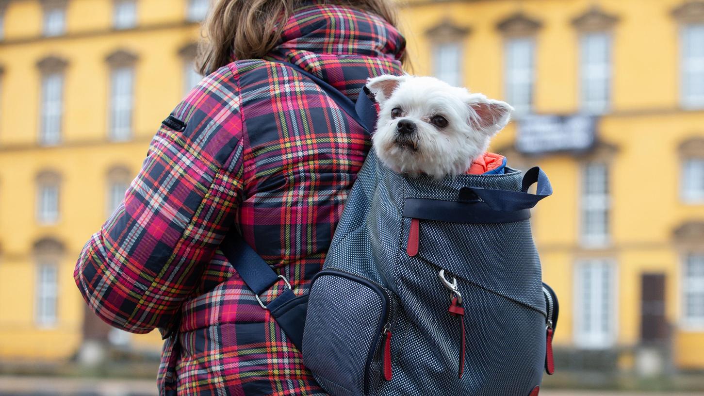 Den Hund einfach in einen Rucksack zu packen, hilft im Quarantänefall jedenfalls nicht.