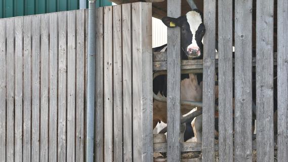 Tierschutzskandal im Allgäu: Weitere Verstöße bei Rinderhaltern