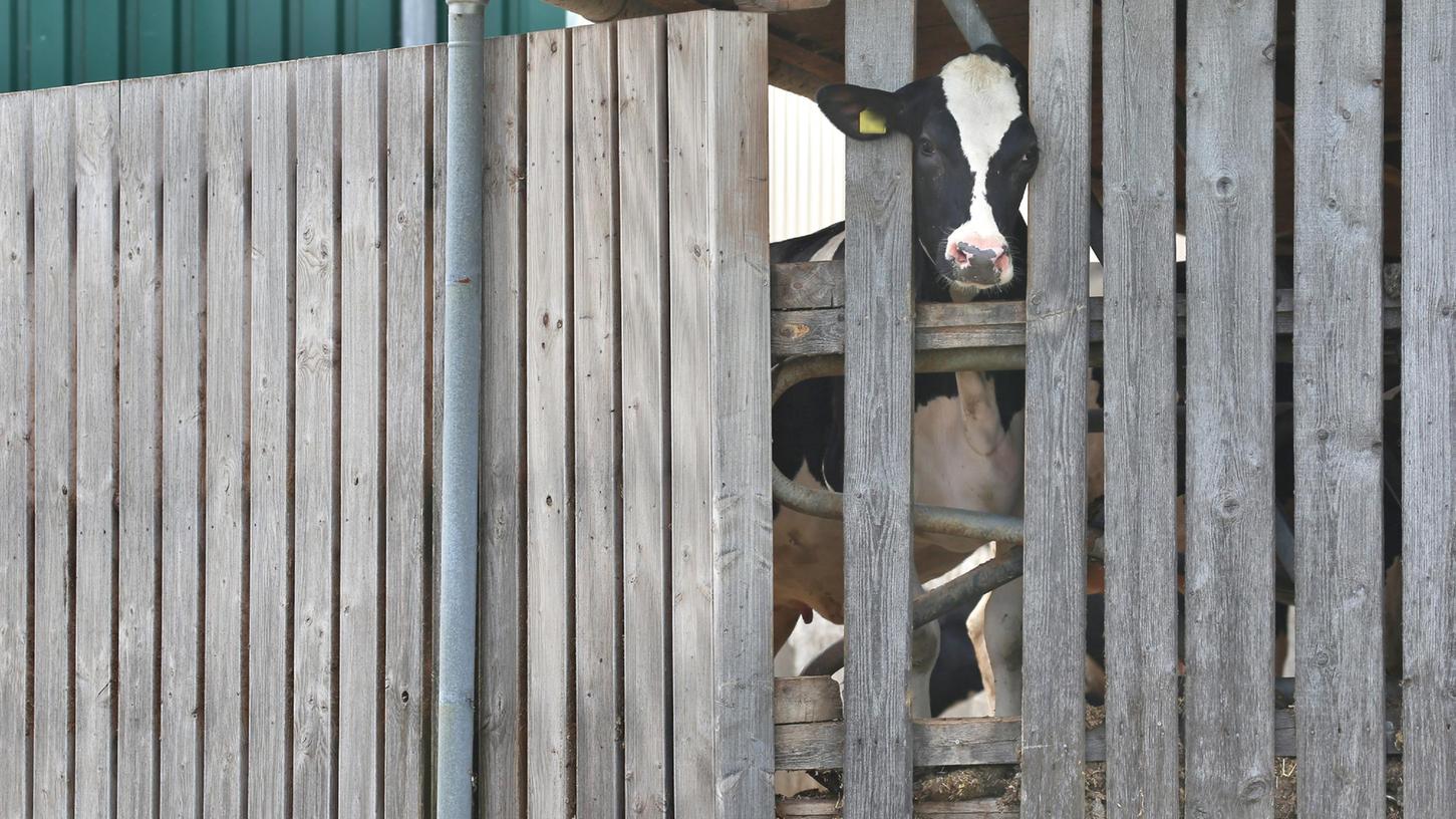 Im Zuge eines Tierschutzskandals gerieten fünf Allgäuer Höfe wegen massiver Verstöße ins Visier der Ermittler.