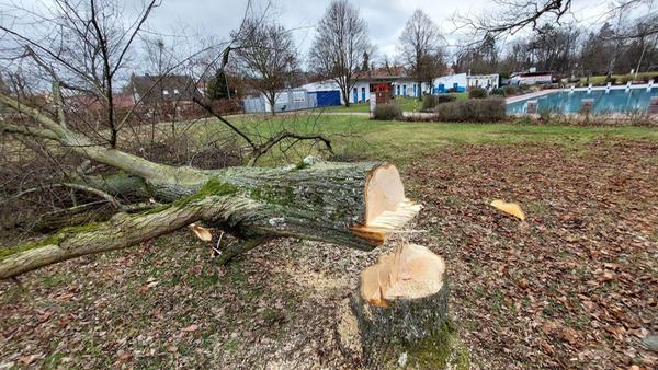 ROT-Baumfaellung-Freibad-Schwabach-gw