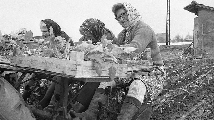 Landwirtschaftliche Tätigkeit im Knoblauchsland 1972: Frauen mit Kopftuch und Schürze arbeiteten auf der Pflanzmaschine. 