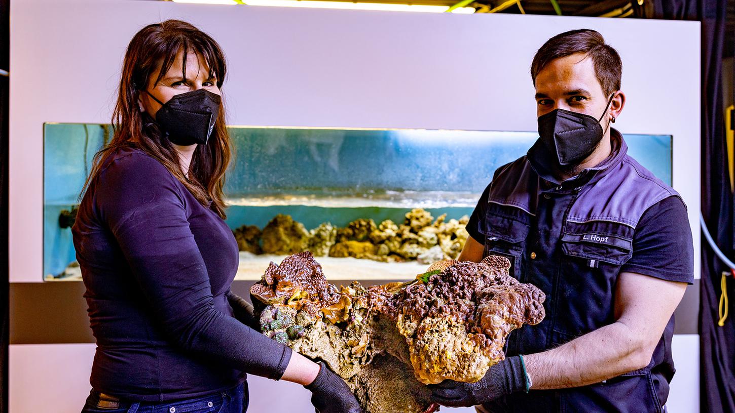 Museumsleiterin Privatdozentin Dr. Christina Ifrim und Aquarienbauer Lars Hopf beim Umzug von Korallen in das neue Aquarium.  Foto: Klenk/upd