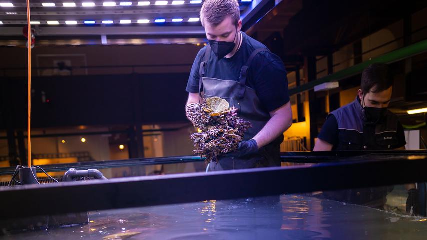 Eine Woche dauerte das Befüllen mit Wasser, das für die sensiblen Bewohner in allerbester Qualität aufbereitet werden muss. Eine Woche dauerte das Befüllen mit Wasser, das für die sensiblen Bewohner in allerbester Qualität aufbereitet werden muss.