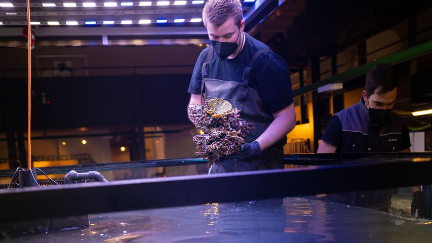 Eine Woche dauerte das Befüllen mit Wasser, das für die sensiblen Bewohner in allerbester Qualität aufbereitet werden muss.