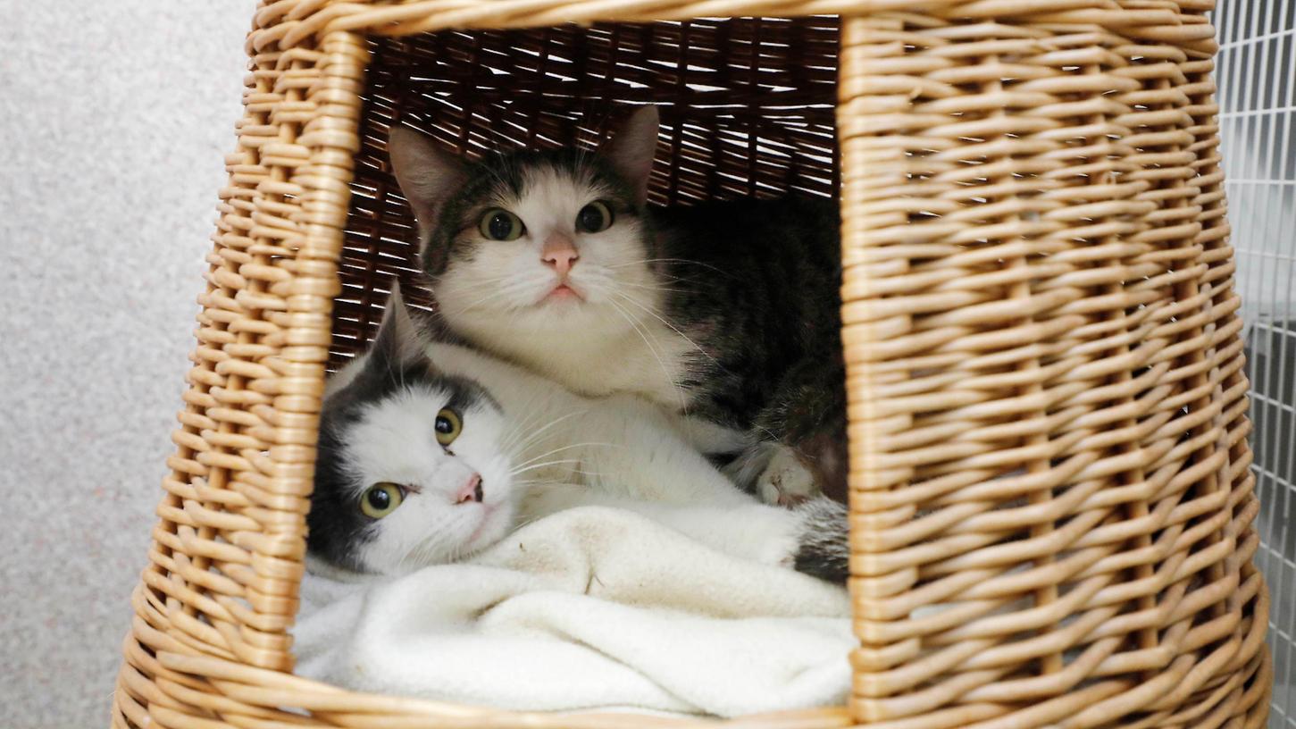 Noch sind die Neuankömmlinge im Neumarkter Tierheim scheu. Der Zustand der sechs Katzen, die aus einer total verdreckten Wohnung befreit wurden, ist aber ganz passabel.
Noch sind die Neuankömmlinge im Neumarkter Tierheim scheu. Der Zustand der sechs Katzen, die aus einer total verdreckten Wohnung befreit wurden, ist aber ganz passabel.