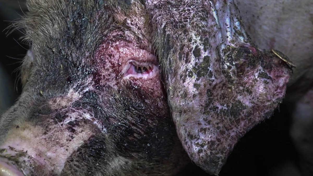 Die Schweine leiden unter anderem an chronisch entzündeten Augen aufgrund von Ammoniakdämpfen.