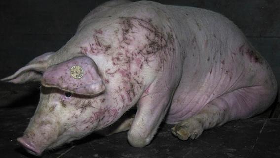Erschreckende Aufnahmen: So leiden Schweine bei Agrarlobbyisten