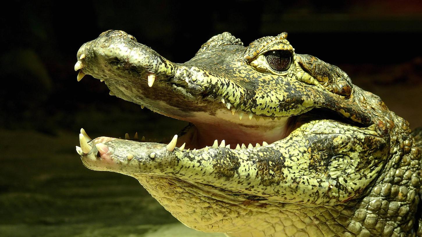 Eine Spaziergängerin traf mitten im Wald auf ein Krokodil. (Symbolbild)