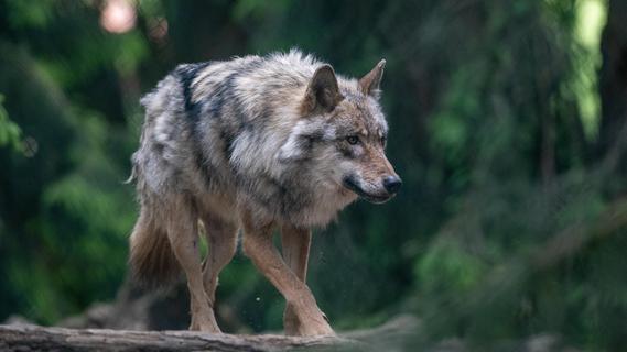 Streit um Wolf geht weiter: Nun soll das Verwaltungsgericht entscheiden