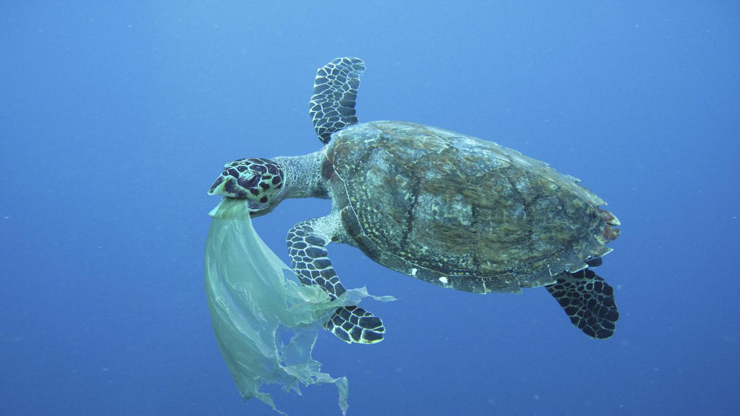Schildkröten und Raubfische oder auch Delfine und Wale verwechseln Plastikteile mit Beutetieren. 