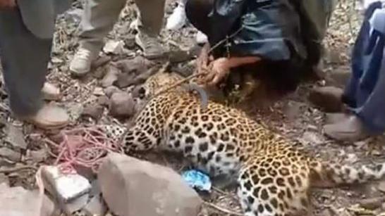Bei diesem Foto des Twitter-Nutzers @MOHEBULLAHNAVE2 handelt es sich mutmaßlich um den getöteten Leoparden. 