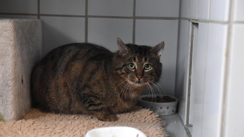 Auch der dunkel getigerte Kater „Moppel“ mit dem weißen Brustfleck möchte gerne wieder ein neues, eigenes Zuhause, welches ebenfalls verkehrsberuhigt liegen sollte, sehr gerne auch ländlich. Denn der etwa zwei bis drei Jahre alte „Moppel“, der als Fundtier ins Tierheim kam, ist ein typischer Kater vom Lande. Es ist davon auszugehen, dass er nach entsprechender Eingewöhnungszeit gerne rein und raus möchte, wie es ihm beliebt. Eine Katzenklappe wäre deshalb unerlässlich. „Moppel“ ist nicht nur hübsch, sondern er hat auch Charakter. Er entscheidet selbst, wann und wie lange er gestreichelt werden will. Für Kinder ist er deshalb nicht unbedingt geeignet. Im neuen Zuhause sollten auch keine anderen Katzen leben, da „Moppel“ zu Dominanz neigt und er anderen Katzen unmissverständlich klar machen würde, wer hier der Herr im Haus ist. Um die Ausbreitung der Pandemie nicht zu fördern und um unsere Mitarbeiter und Besucher zu schützen, wurde das Tierheim Neumarkt komplett für Besucher, Gassigeher und Katzenstreichler geschlossen. Um den Tieren jedoch nicht die Chance auf ein neues Zuhause zu verbauen, finden Tiervermittlung und Beratung dennoch telefonisch beziehungsweise nach vorheriger Terminvereinbarung zwischen 14.30 und 17 Uhr unter Telefon (0 91 81) 2 28 62 statt. In Notfällen und im Falle von Fundtieren ist das Tierheim ebenfalls unter dieser Telefonnummer erreichbar. Hier geht es zur Internet-Seite des Tierheims
Auch der dunkel getigerte Kater „Moppel“ mit dem weißen Brustfleck möchte gerne wieder ein neues, eigenes Zuhause, welches ebenfalls verkehrsberuhigt liegen sollte, sehr gerne auch ländlich. Denn der etwa zwei bis drei Jahre alte „Moppel“, der als Fundtier ins Tierheim kam, ist ein typischer Kater vom Lande. Es ist davon auszugehen, dass er nach entsprechender Eingewöhnungszeit gerne rein und raus möchte, wie es ihm beliebt. Eine Katzenklappe wäre deshalb unerlässlich. „Moppel“ ist nicht nur hübsch, sondern er hat auch Charakter. Er entscheidet selbst, wann und wie lange er gestreichelt werden will. Für Kinder ist er deshalb nicht unbedingt geeignet. Im neuen Zuhause sollten auch keine anderen Katzen leben, da „Moppel“ zu Dominanz neigt und er anderen Katzen unmissverständlich klar machen würde, wer hier der Herr im Haus ist. Um die Ausbreitung der Pandemie nicht zu fördern und um unsere Mitarbeiter und Besucher zu schützen, wurde das Tierheim Neumarkt komplett für Besucher, Gassigeher und Katzenstreichler geschlossen. Um den Tieren jedoch nicht die Chance auf ein neues Zuhause zu verbauen, finden Tiervermittlung und Beratung dennoch telefonisch beziehungsweise nach vorheriger Terminvereinbarung zwischen 14.30 und 17 Uhr unter Telefon (0 91 81) 2 28 62 statt. In Notfällen und im Falle von Fundtieren ist das Tierheim ebenfalls unter dieser Telefonnummer erreichbar. Hier geht es zur Internet-Seite des Tierheims