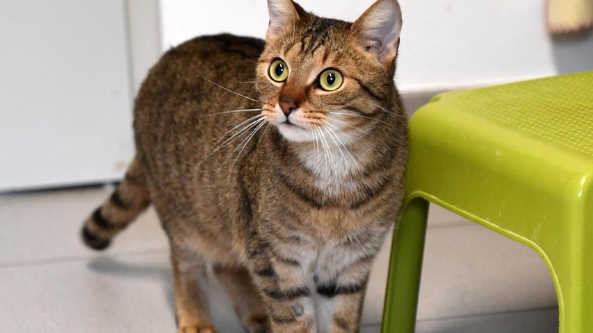 Der hell getigerte Kater „Ralfi“ kam Anfang Januar als Fundtier ins Tierheim Neumarkt und schon damals wurde er hier im Wochenanzeiger vorgestellt, um seine Besitzer zu finden. Doch leider hat ihn niemand erkannt, es hat sich niemand gemeldet. Nachdem der etwa zwei Jahre alte Kater keine Kennzeichnung hatte, war es auch nicht möglich, seine Besitzer ausfindig zu machen. „Ralfi“ hat nun seine vorgeschriebene Wartezeit im Tierheim abgesessen und er würde bestimmt gerne seinen Platz im Tierheim für andere Neuzugänge frei machen und gegen einen Platz in einer netten Familie, gerne mit schon größeren, vernünftigen Kindern, tauschen. Wünschen würde sich der nette, zutrauliche Kater ein verkehrsberuhigt gelegenes Häuschen im Grünen. Um die Ausbreitung der Pandemie nicht zu fördern und um unsere Mitarbeiter und Besucher zu schützen, wurde das Tierheim Neumarkt komplett für Besucher, Gassigeher und Katzenstreichler geschlossen. Um den Tieren jedoch nicht die Chance auf ein neues Zuhause zu verbauen, finden Tiervermittlung und Beratung dennoch telefonisch beziehungsweise nach vorheriger Terminvereinbarung zwischen 14.30 und 17 Uhr unter Telefon (0 91 81) 2 28 62 statt. In Notfällen und im Falle von Fundtieren ist das Tierheim ebenfalls unter dieser Telefonnummer erreichbar. Hier geht es zur Internet-Seite des Tierheims
Der hell getigerte Kater „Ralfi“ kam Anfang Januar als Fundtier ins Tierheim Neumarkt und schon damals wurde er hier im Wochenanzeiger vorgestellt, um seine Besitzer zu finden. Doch leider hat ihn niemand erkannt, es hat sich niemand gemeldet. Nachdem der etwa zwei Jahre alte Kater keine Kennzeichnung hatte, war es auch nicht möglich, seine Besitzer ausfindig zu machen. „Ralfi“ hat nun seine vorgeschriebene Wartezeit im Tierheim abgesessen und er würde bestimmt gerne seinen Platz im Tierheim für andere Neuzugänge frei machen und gegen einen Platz in einer netten Familie, gerne mit schon größeren, vernünftigen Kindern, tauschen. Wünschen würde sich der nette, zutrauliche Kater ein verkehrsberuhigt gelegenes Häuschen im Grünen. Um die Ausbreitung der Pandemie nicht zu fördern und um unsere Mitarbeiter und Besucher zu schützen, wurde das Tierheim Neumarkt komplett für Besucher, Gassigeher und Katzenstreichler geschlossen. Um den Tieren jedoch nicht die Chance auf ein neues Zuhause zu verbauen, finden Tiervermittlung und Beratung dennoch telefonisch beziehungsweise nach vorheriger Terminvereinbarung zwischen 14.30 und 17 Uhr unter Telefon (0 91 81) 2 28 62 statt. In Notfällen und im Falle von Fundtieren ist das Tierheim ebenfalls unter dieser Telefonnummer erreichbar. Hier geht es zur Internet-Seite des Tierheims